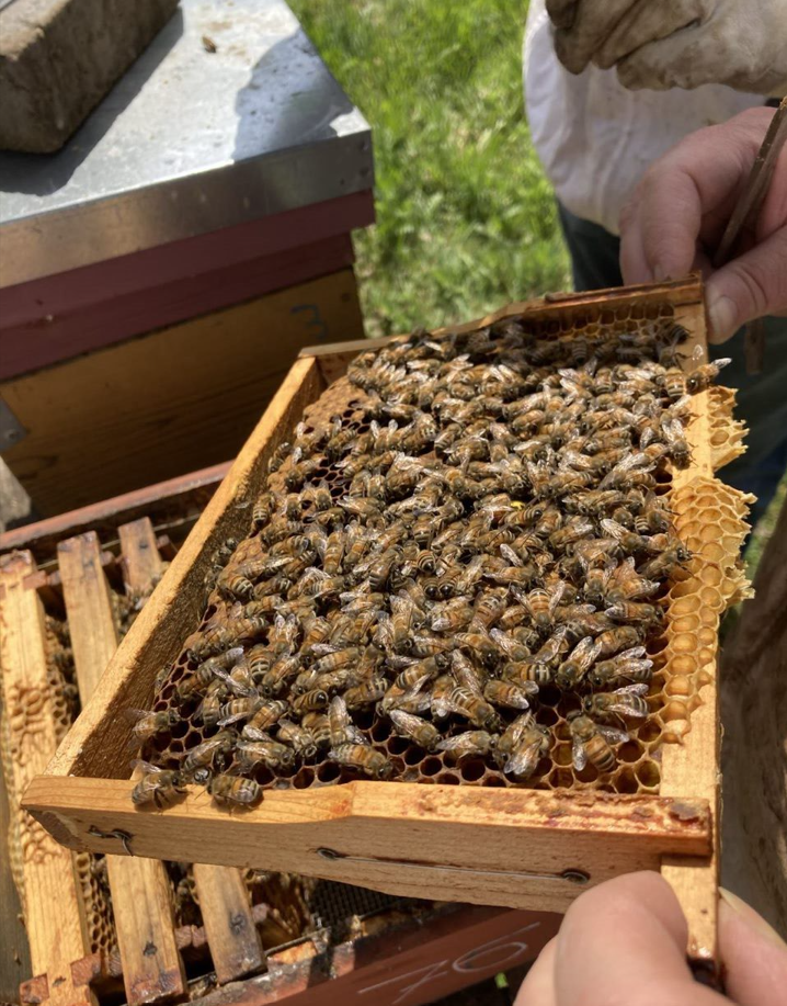 honey harvest workshop