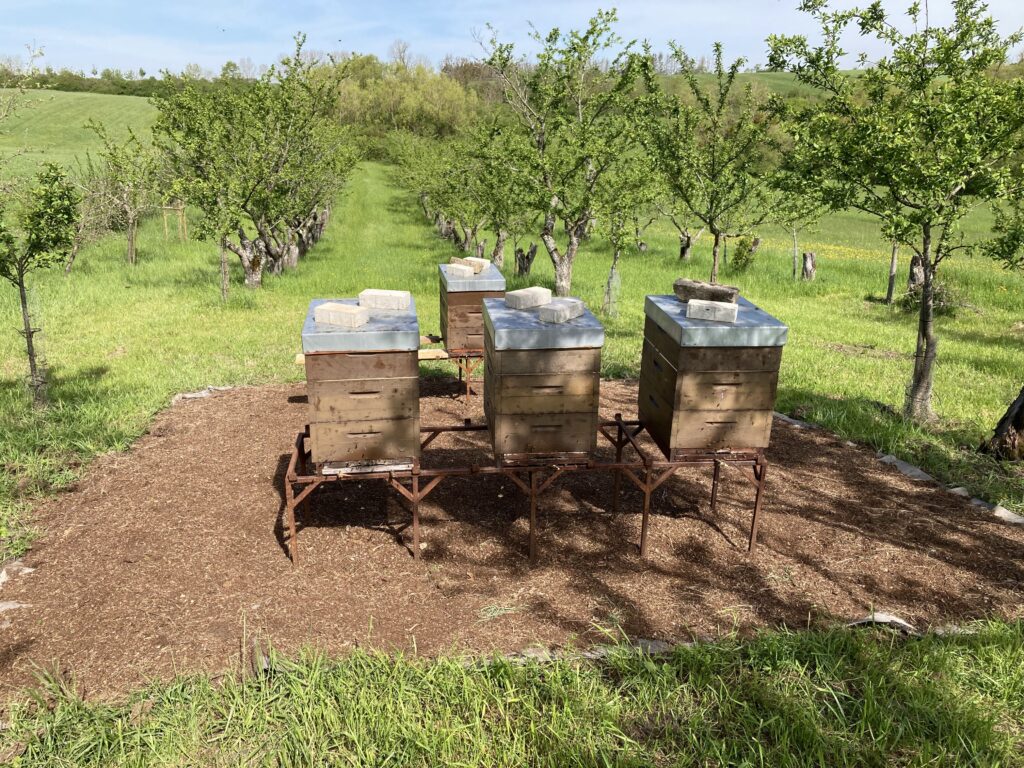honapi beekeeper